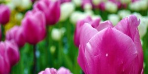 Keukenhof, o jardim das tulipas